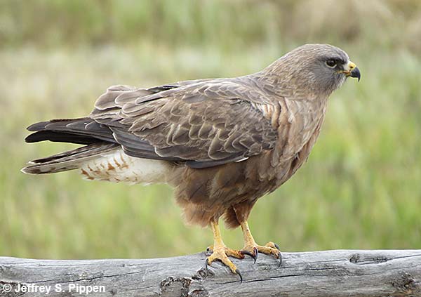 Swainson's Hawk (Buteo swainsoni)