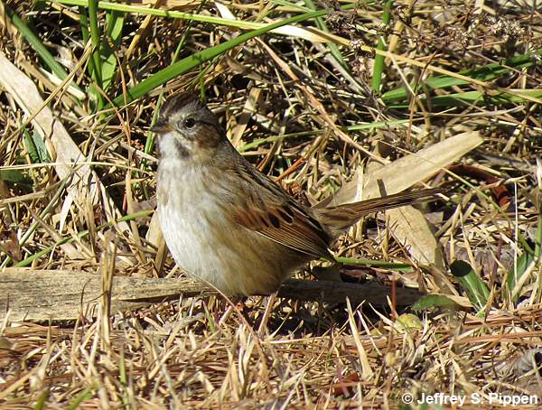 Swamp Sparrow (Melospiza georgiana)
