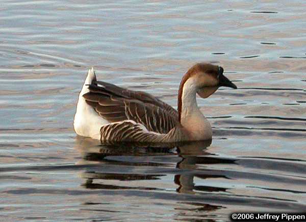 Swangoose (Answer cygnoides)