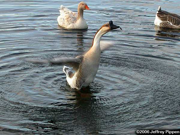 Swangoose (Answer cygnoides)