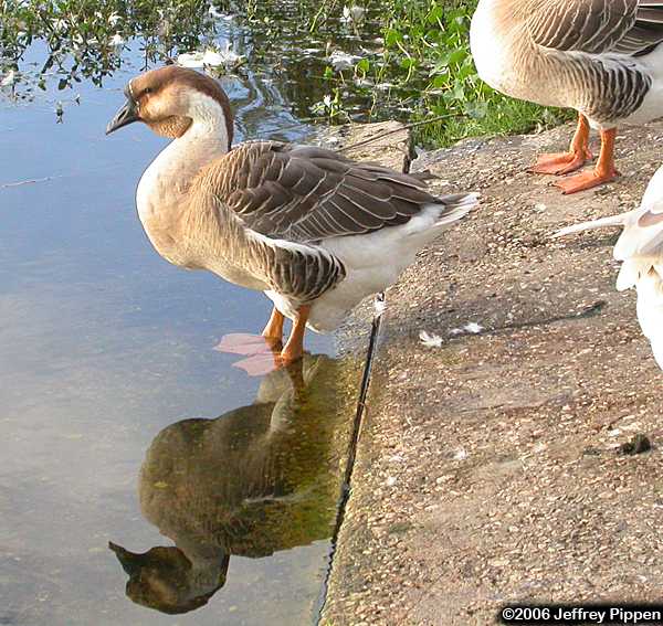 Swangoose (Answer cygnoides)