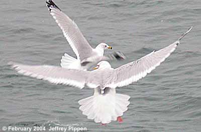Thayer's Gull (Larus thayeri)