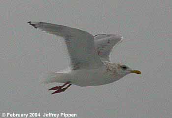 Thayer's Gull (Larus thayeri)