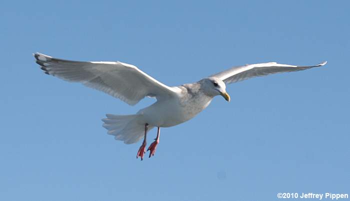 Thayer's Gull (Larus thayeri)
