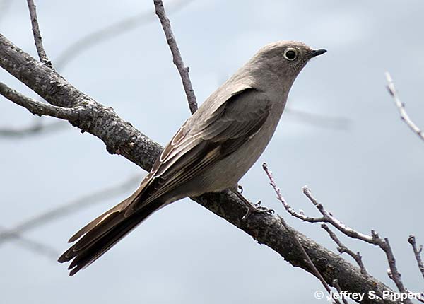 Townsend's Solitaire (Myadestes townsendi)