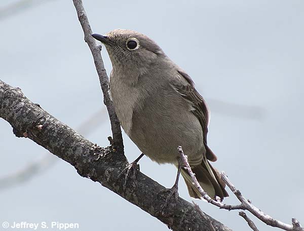 Townsend's Solitaire (Myadestes townsendi)