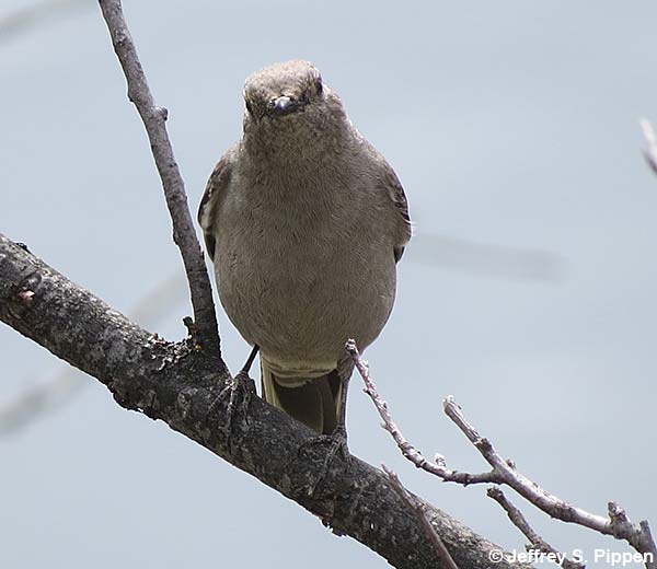 Townsend's Solitaire (Myadestes townsendi)