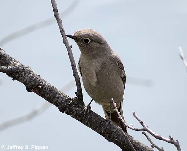 Townsend's Solitaire (Myadestes townsendi)