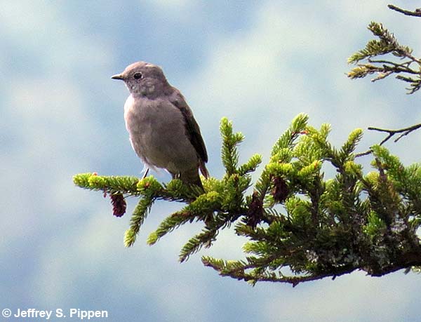 Townsend's Solitaire (Myadestes townsendi)