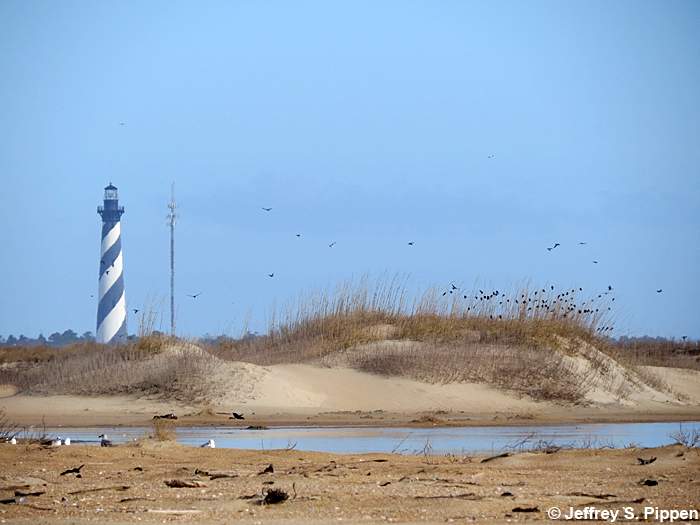 Tree Swallow (Tachycineta bicolor)