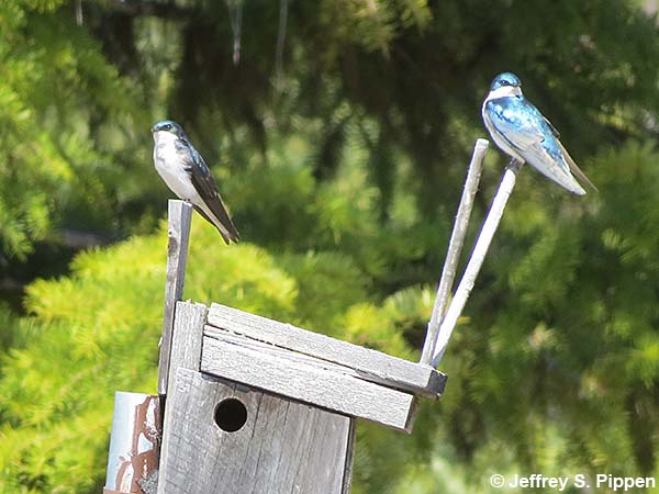 Tree Swallow (Tachycineta bicolor)