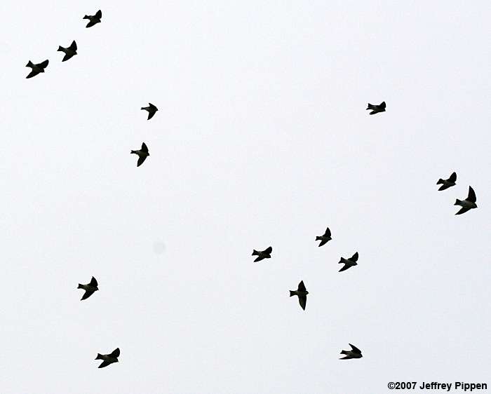 Tree Swallow (Tachycineta bicolor)