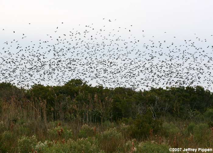 Tree Swallow (Tachycineta bicolor)