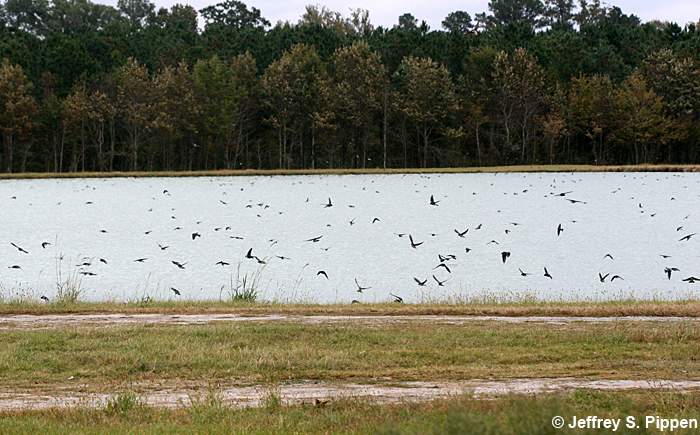 Tree Swallow (Tachycineta bicolor)