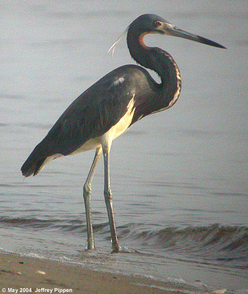Tricolored Heron (Egretta tricolor)