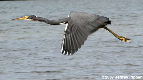 Tricolored Heron (Egretta tricolor)