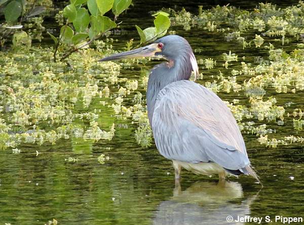 Tricolored Heron (Egretta tricolor)
