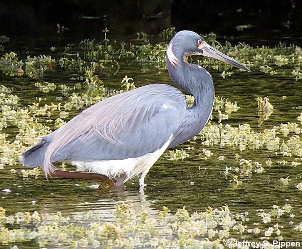 Tricolored Heron (Egretta tricolor)