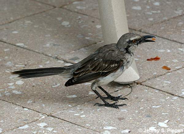 Tropical Mockingbird (Mimus gilvus)