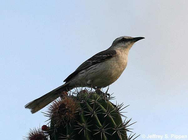 Tropical Mockingbird (Mimus gilvus)