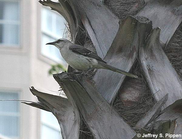 Tropical Mockingbird (Mimus gilvus)