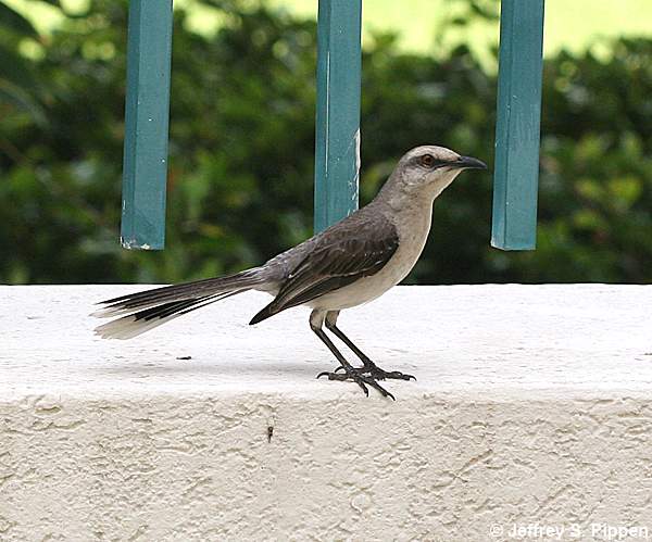 Tropical Mockingbird (Mimus gilvus)