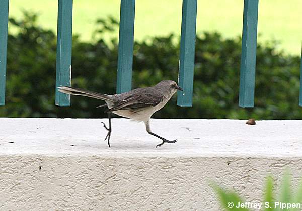 Tropical Mockingbird (Mimus gilvus)