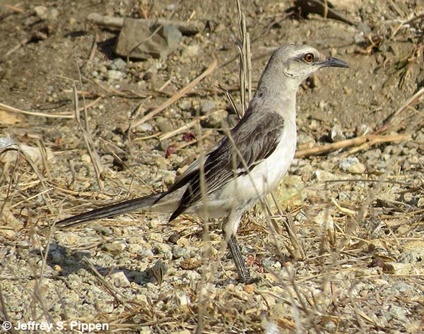 Tropical Mockingbird (Mimus gilvus)