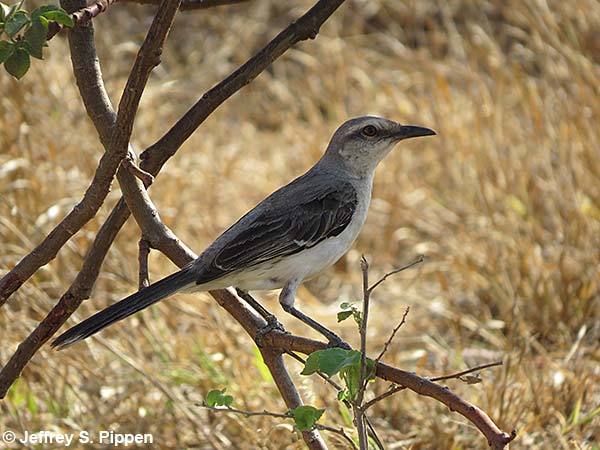 Tropical Mockingbird (Mimus gilvus)