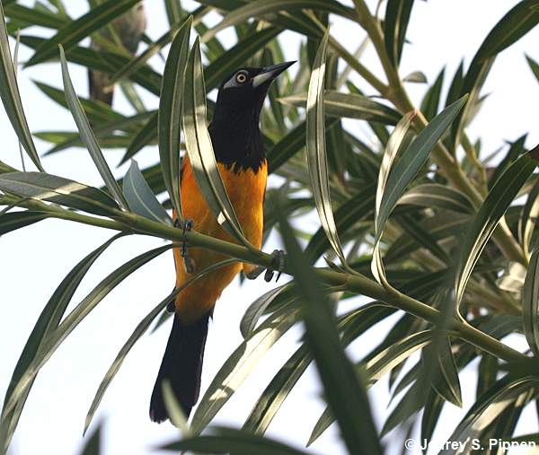 Troupial (Icterus icterus)