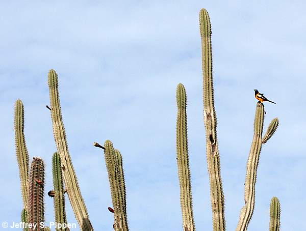 Troupial (Icterus icterus)