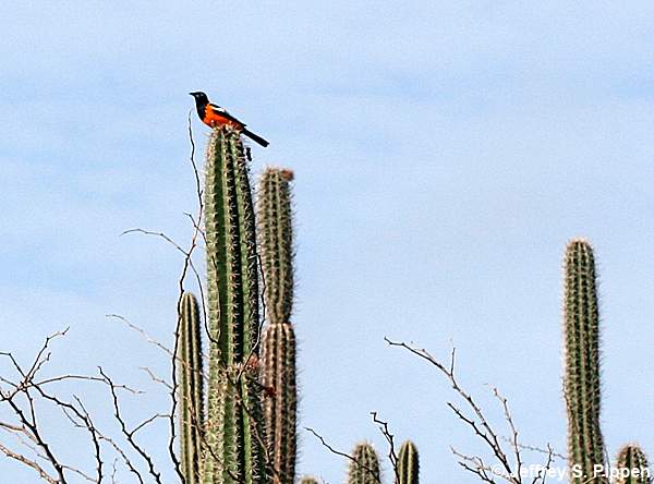 Troupial (Icterus icterus)