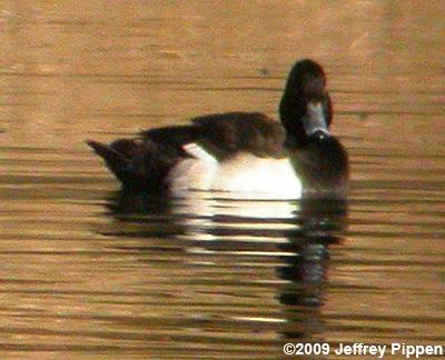 Tufted Duck (Aythya fuligula)