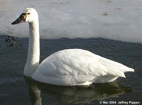 Tundra Swan (Cygnum columbianus)