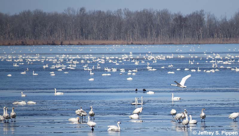Tundra Swans (Cygnum columbianus)