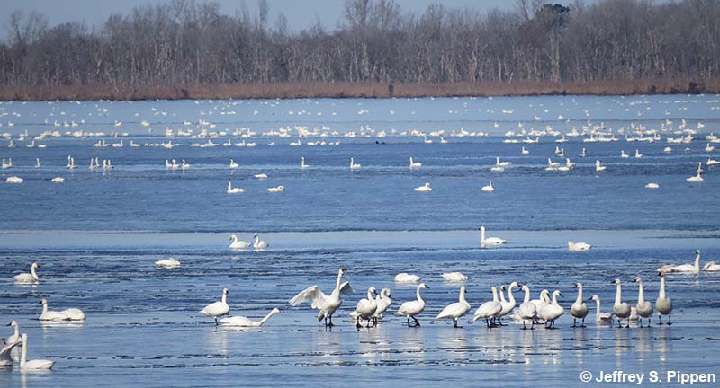 Tundra Swans (Cygnum columbianus)