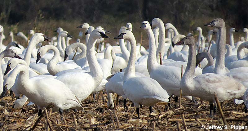 Tundra Swans (Cygnum columbianus)