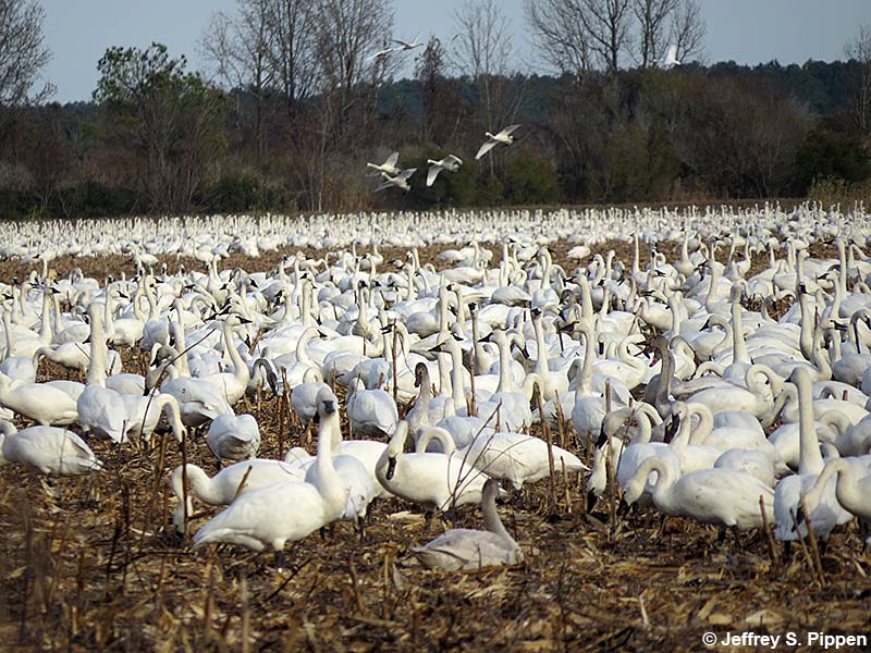 Tundra Swans (Cygnum columbianus)