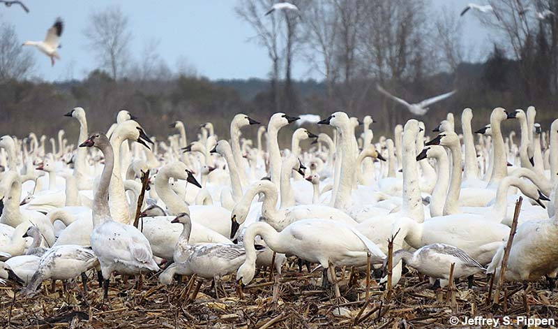 Tundra Swans (Cygnum columbianus)