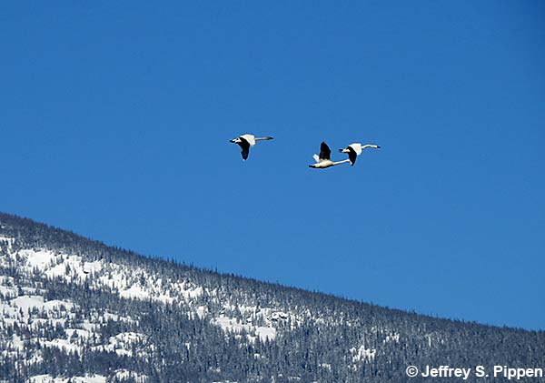 Tundra Swans (Cygnum columbianus)