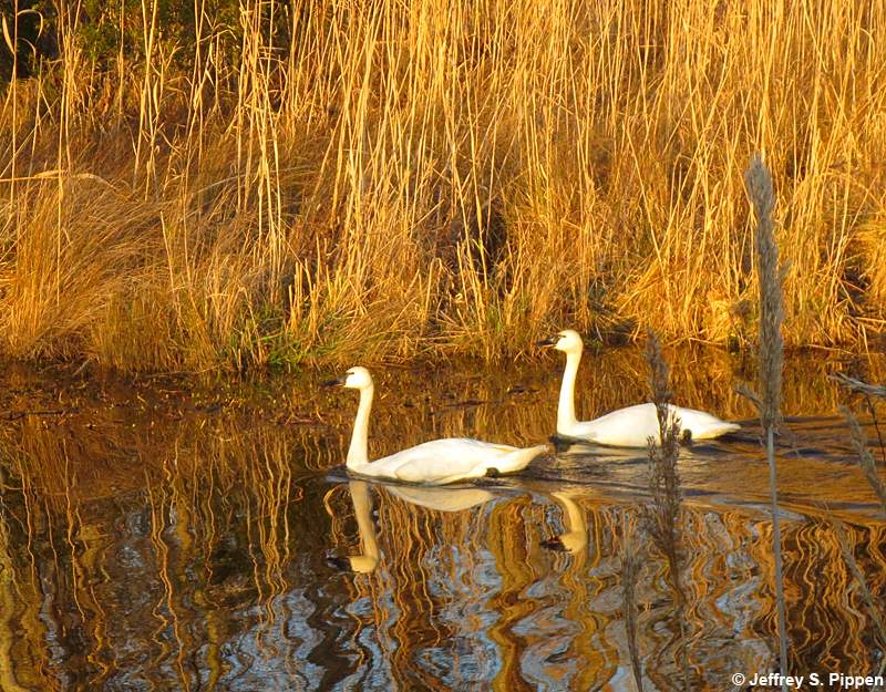 Tundra Swans (Cygnum columbianus)
