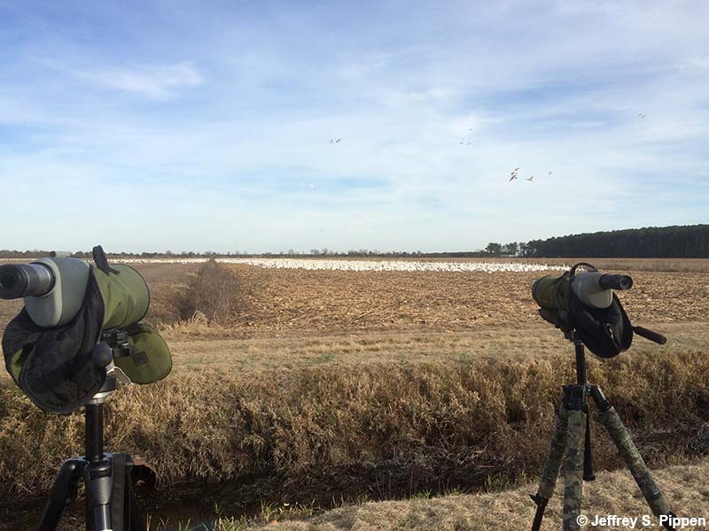 Tundra Swans (Cygnum columbianus)
