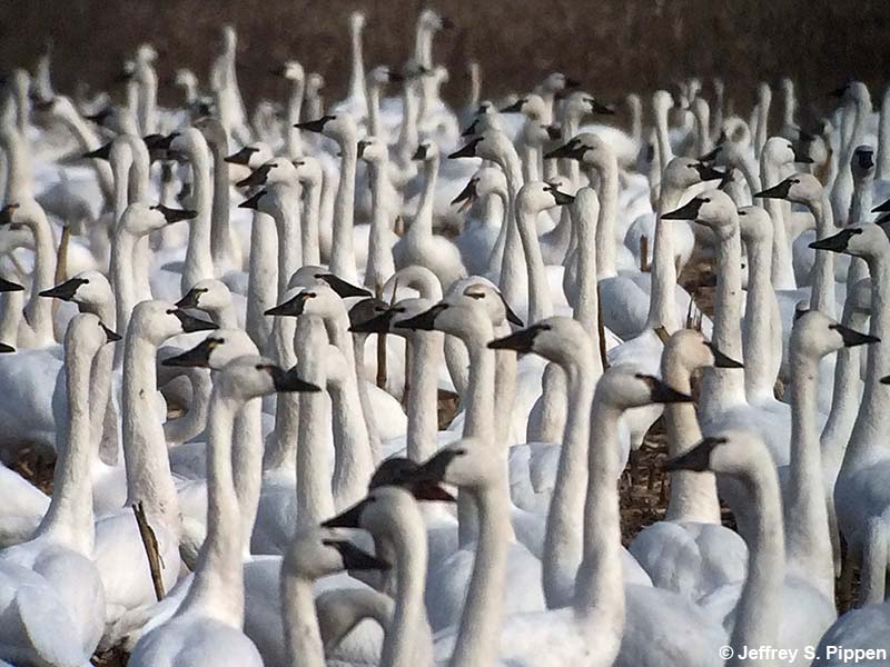 Tundra Swans (Cygnum columbianus)