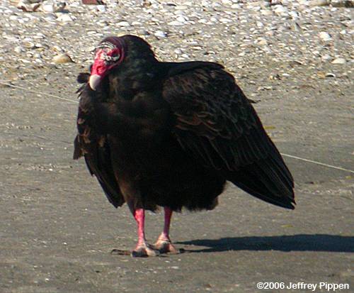 Turkey Vulture (Cathartes aura)