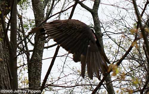 Turkey Vulture (Cathartes aura)