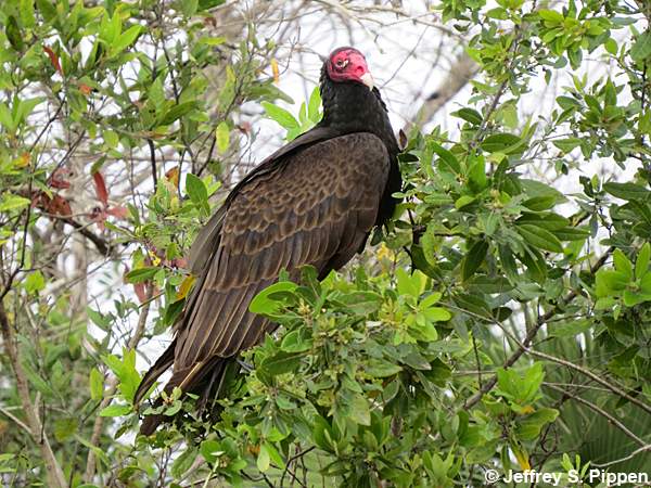 Turkey Vulture (Cathartes aura)
