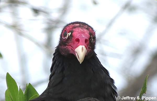 Turkey Vulture (Cathartes aura)