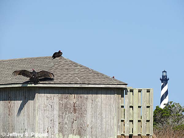 Turkey Vulture (Cathartes aura)