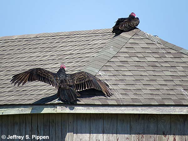 Turkey Vulture (Cathartes aura)