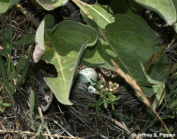 Vesper Sparrow (Pooecetes gramineus)